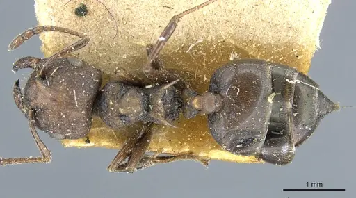 Crematogaster bequaerti specimen CASENT0904477 image casent0904477_1