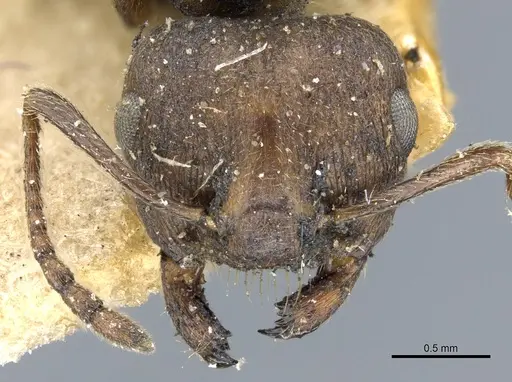 Crematogaster bequaerti specimen CASENT0904477 image casent0904477_2