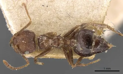 Crematogaster bequaerti specimen CASENT0908604 image casent0908604_1