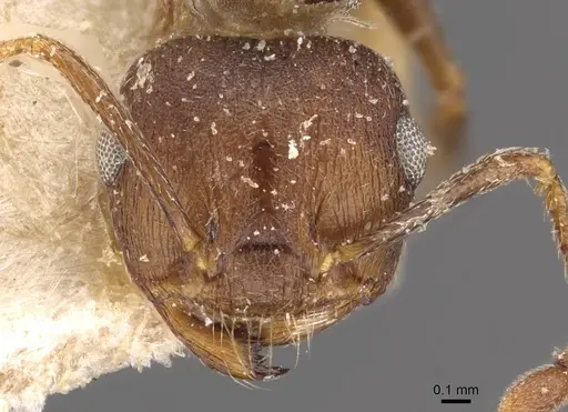 Crematogaster bequaerti specimen CASENT0908604 image casent0908604_2