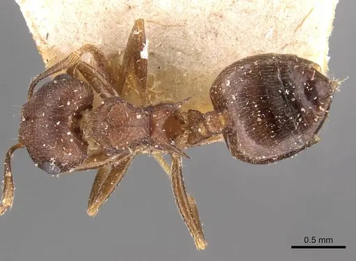 Crematogaster bequaerti specimen CASENT0908605 image casent0908605_1