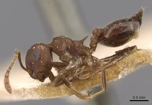 Crematogaster bequaerti specimen CASENT0908605 image casent0908605_3