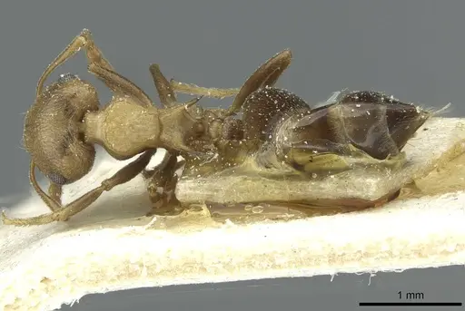 Crematogaster bequaerti specimen CASENT0912794 image casent0912794_1