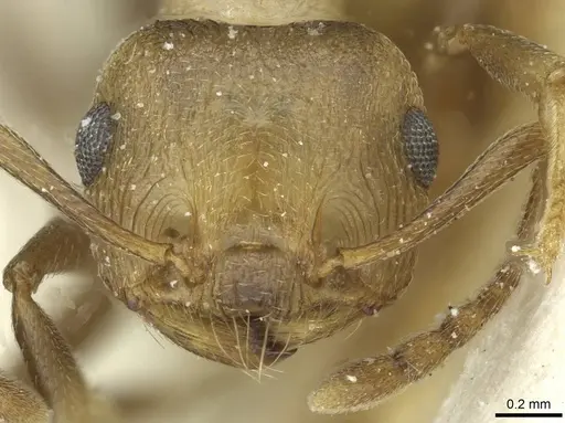 Crematogaster bequaerti specimen CASENT0912794 image casent0912794_2