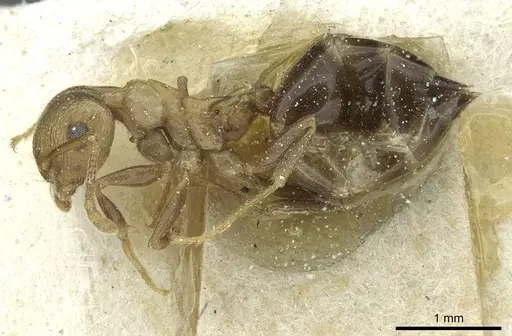 Crematogaster bequaerti specimen CASENT0912794 image casent0912794_3