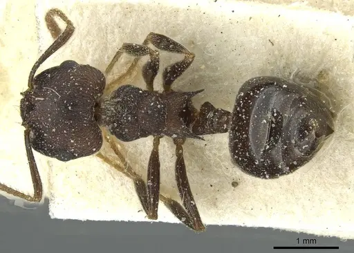 Crematogaster bequaerti specimen CASENT0912795 image casent0912795_1