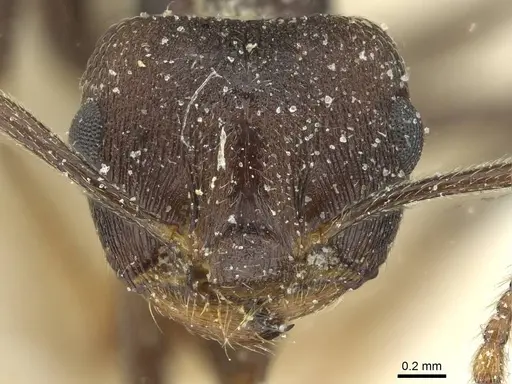 Crematogaster bequaerti specimen CASENT0912795 image casent0912795_2