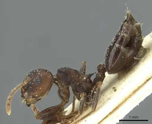Crematogaster bequaerti specimen CASENT0912795 image casent0912795_3
