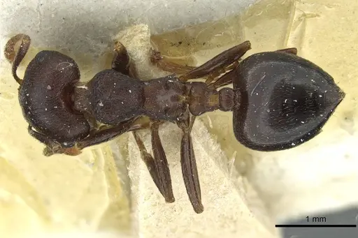 Crematogaster bequaerti specimen CASENT0912796 image casent0912796_1