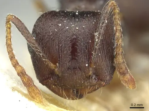 Crematogaster bequaerti specimen CASENT0912796 image casent0912796_2