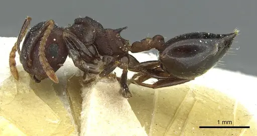Crematogaster bequaerti specimen CASENT0912796 image casent0912796_3