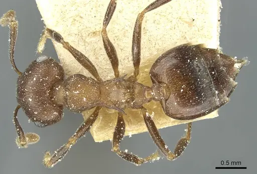 Crematogaster bequaerti specimen CASENT0912797 image casent0912797_1