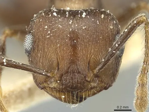 Crematogaster bequaerti specimen CASENT0912797 image casent0912797_2