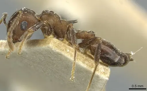 Crematogaster bequaerti specimen CASENT0912797 image casent0912797_3