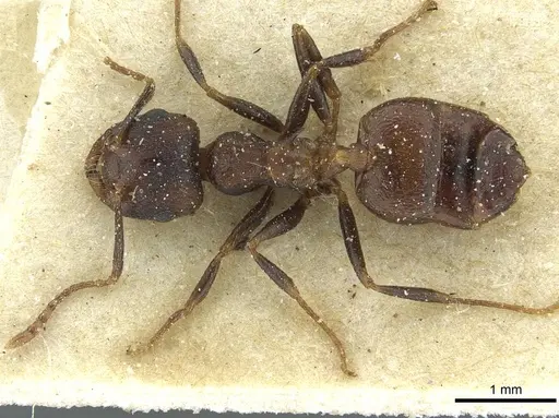 Crematogaster bequaerti specimen CASENT0912798 image casent0912798_1