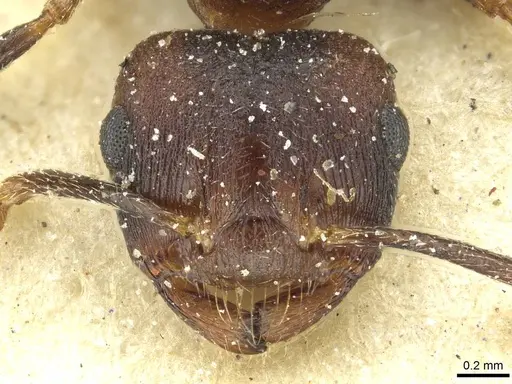 Crematogaster bequaerti specimen CASENT0912798 image casent0912798_2