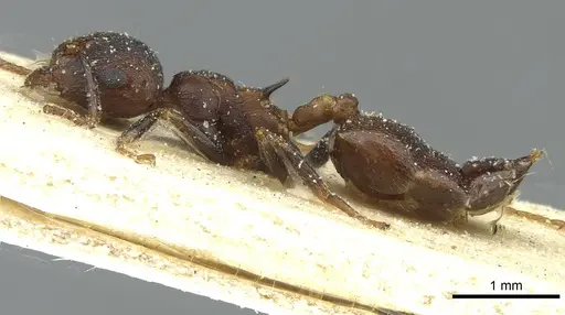 Crematogaster bequaerti specimen CASENT0912798 image casent0912798_3