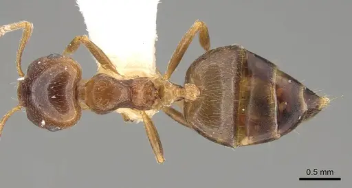 Crematogaster bequaerti specimen CASENT0914192 image casent0914192_1