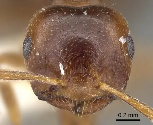 Crematogaster bequaerti specimen CASENT0914192 image casent0914192_2