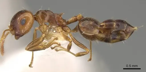 Crematogaster bequaerti specimen CASENT0914192 image casent0914192_3