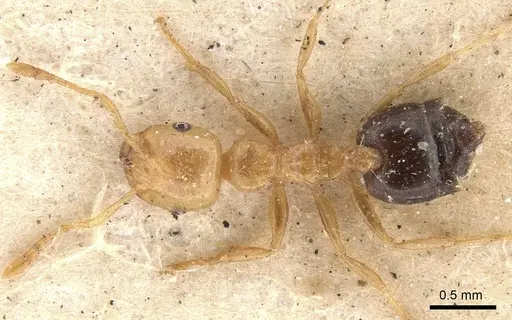 Crematogaster bicolor specimen CASENT0901443 image casent0901443_1