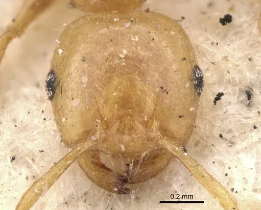Crematogaster bicolor specimen CASENT0901443 image casent0901443_2