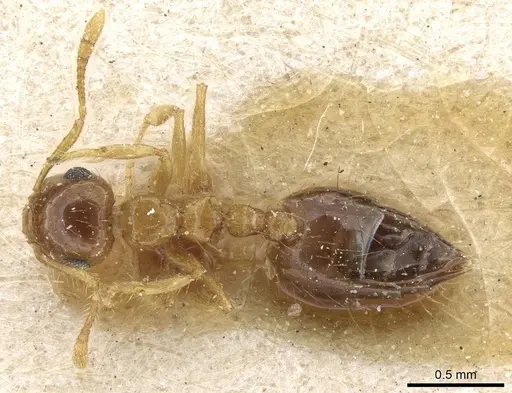 Crematogaster bicolor specimen CASENT0905374 image casent0905374_1
