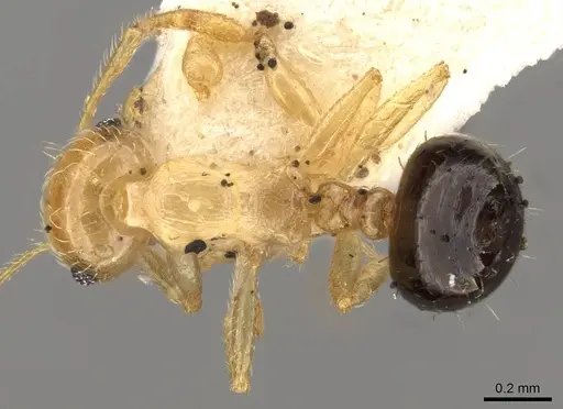 Crematogaster bicolor specimen CASENT0914306 image casent0914306_1