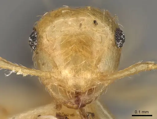 Crematogaster bicolor specimen CASENT0914306 image casent0914306_2