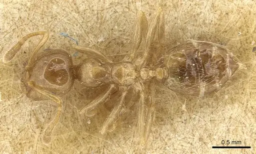 Crematogaster biformis specimen CASENT0915368 image casent0915368_1