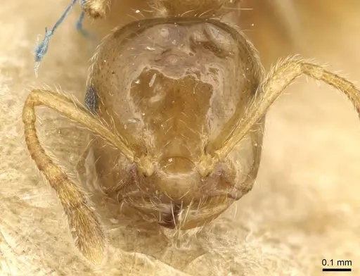 Crematogaster biformis specimen CASENT0915368 image casent0915368_2