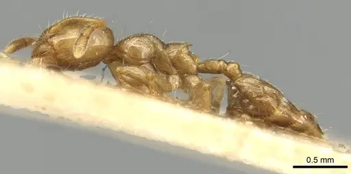 Crematogaster biformis specimen CASENT0915368 image casent0915368_3