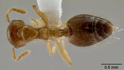 Crematogaster binghamii specimen CASENT0193689 image casent0193689_1
