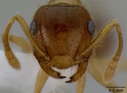 Crematogaster binghamii specimen CASENT0193689 image casent0193689_2