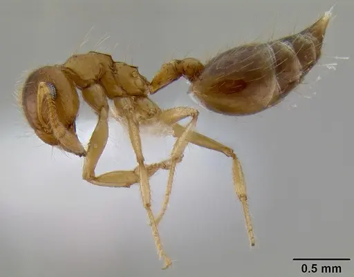 Crematogaster binghamii specimen CASENT0193689 image casent0193689_3