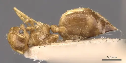 Crematogaster binghamii specimen CASENT0908366 image casent0908366_1
