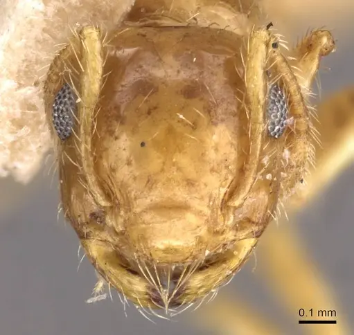 Crematogaster binghamii specimen CASENT0908366 image casent0908366_2