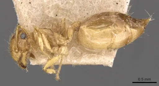 Crematogaster binghamii specimen CASENT0908366 image casent0908366_3