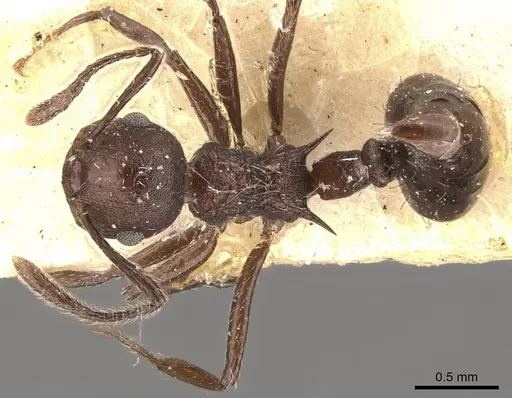Crematogaster bingo specimen CASENT0908443 image casent0908443_1