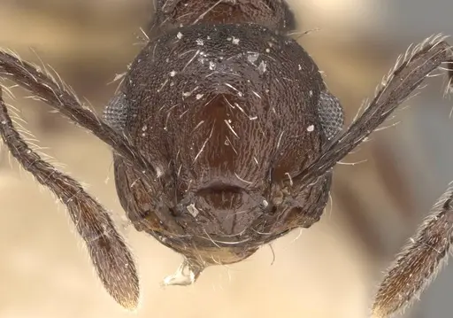Crematogaster bingo specimen CASENT0908443 image casent0908443_2
