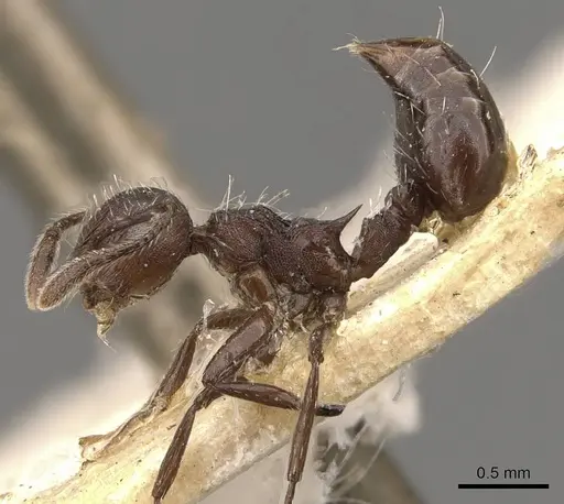 Crematogaster bingo specimen CASENT0908443 image casent0908443_3