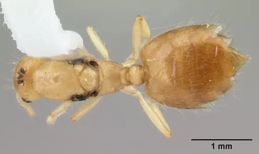 Crematogaster biroi specimen CASENT0178364 image casent0178364_1