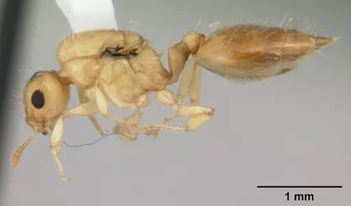 Crematogaster biroi specimen CASENT0178364 image casent0178364_3