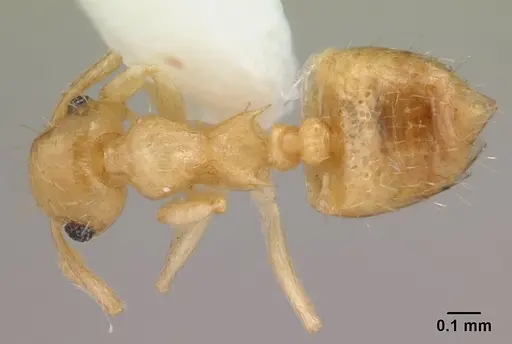 Crematogaster biroi specimen CASENT0178365 image casent0178365_1