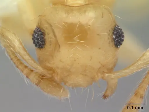 Crematogaster biroi specimen CASENT0178365 image casent0178365_2
