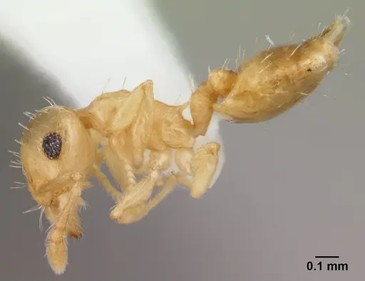 Crematogaster biroi specimen CASENT0178365 image casent0178365_3