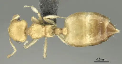 Crematogaster biroi specimen CASENT0906675 image casent0906675_1