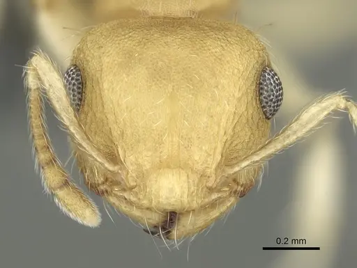 Crematogaster biroi specimen CASENT0906675 image casent0906675_2