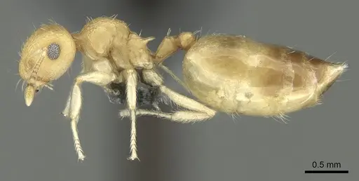 Crematogaster biroi specimen CASENT0906675 image casent0906675_3