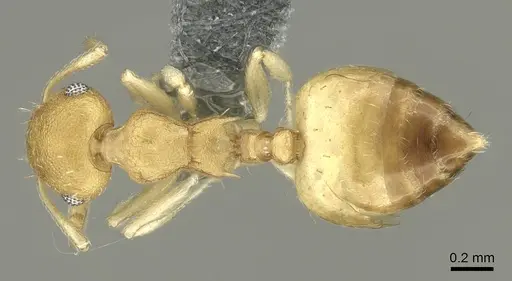 Crematogaster biroi specimen CASENT0906676 image casent0906676_1